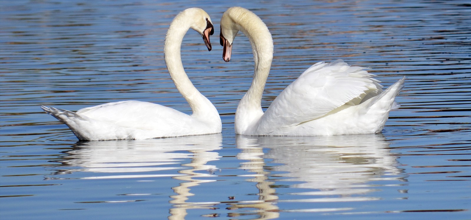Swans 7
